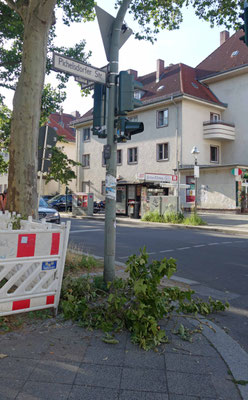 27.06.26: Nr.44 Betckestr. wirft Äste ab