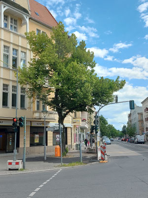 005.06.26: Baumumgebung asphaltiert!