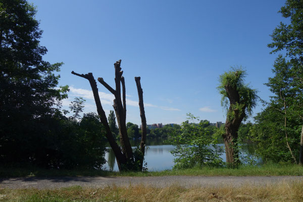 Nr.162 und 161 am Grimnitzsee, 29.05. und 30.06 geköpft