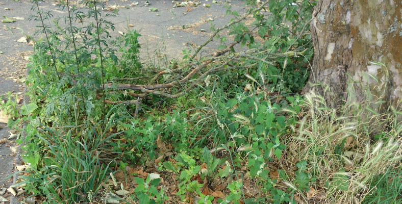 Nr. 1107 liegenbleibende, abgefallene Zweige infizieren den Baum neu