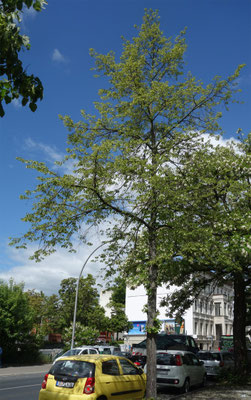 Baum Nr. 50, Pichelsdofer Str. 2025