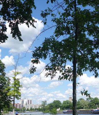 Baum Nr. 12 und 13, Hermann-Oxford-Promenade