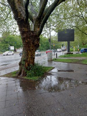Nr.1107: Regenwasser sickert nicht ein