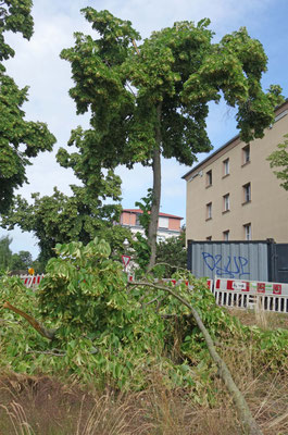 gestern Spitze abgerissen: Nr. 5 Tharsanderweg 22.06.26