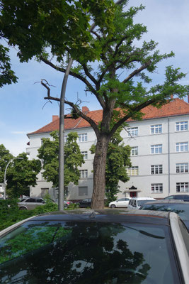 Nr. 06 Krowelstraße 20.06.26