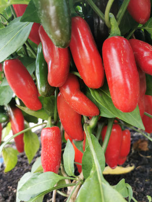 Chili "Jalapeno"