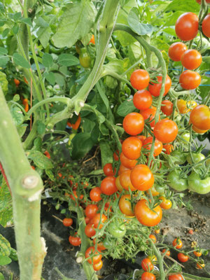 Cocktail Paradeiser "Mexikanische Honigtomate"