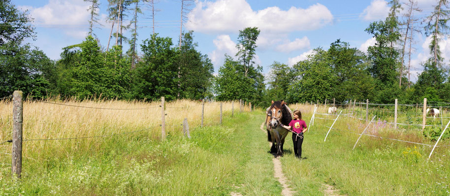 Ponyhof Schanze Schlangenbad