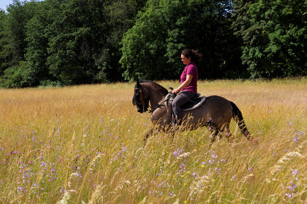 Ponyhof Schanze Schlangenbad