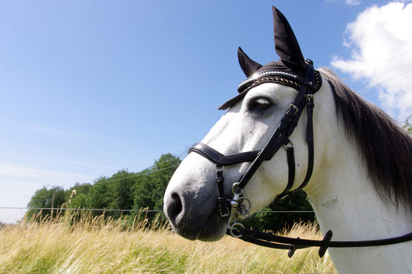 Ponyhof Schanze Schlangenbad