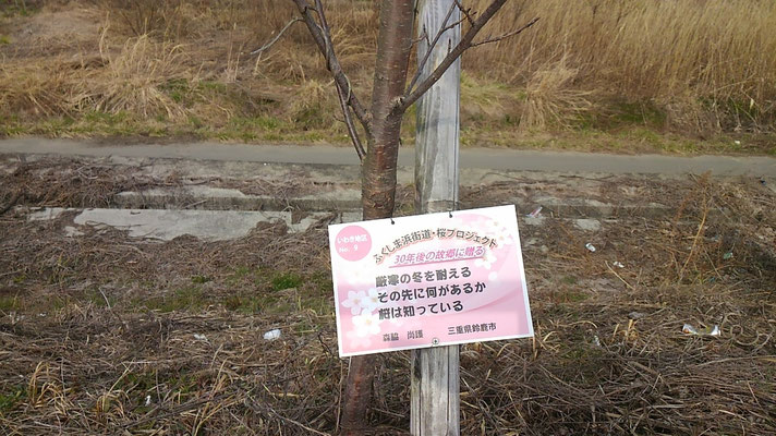 いわき市・全国からメッセージ入りの桜苗木が寄贈され、国道沿いに植樹されている