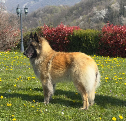 Bergers Belges, Tervueren Uta des Loups de la Tiarde