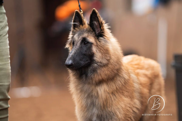 Aragorn des Loups de la Tiarde