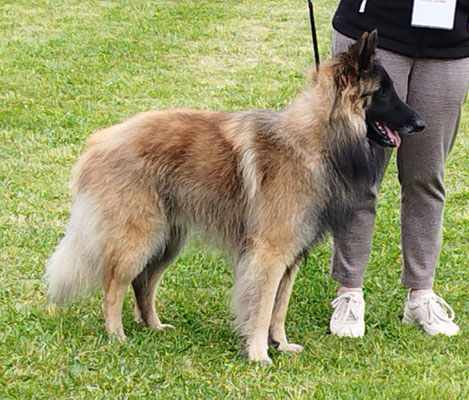 Ukko des Loups de la Tiarde