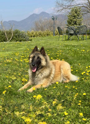 Bergers Belges, Tervueren Uta des Loups de la Tiarde