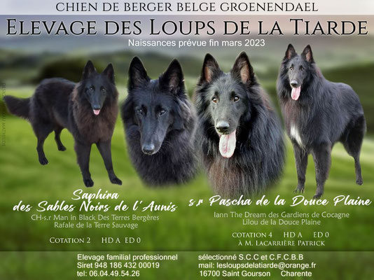 Elev23 des Loups de la Tiarde Naissance 2023