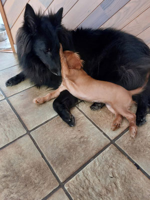 Tikka des Loups de la Tiarde groenendael et Bébé Cavalier Kind Charles Very Queen's Swing