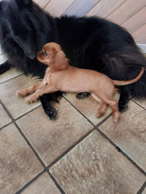 Tikka des Loups de la Tiarde groenendael et Bébé Cavalier Kind Charles Very Queen's Swing