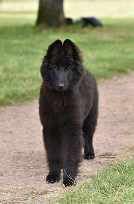 Vanda Noire des loups de la Tiarde