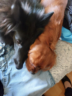Tikka des Loups de la Tiarde groenendael et Cavalier Kind Charles Very Queen's Swing