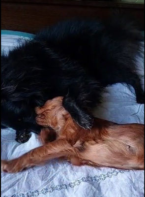 Tikka des Loups de la Tiarde groenendael et Cavalier Kind Charles Very Queen's Swing