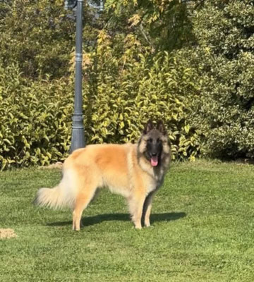 Bergers Belges, Tervueren Uta des Loups de la Tiarde