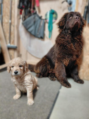 Betty mit einem Golden Doodle Welpen