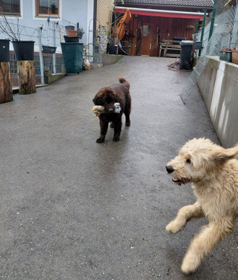 Ein Golden Doodle von uns zu besuch