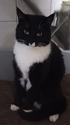 Unsere gute Seele "Blacky", ein Hauscoon