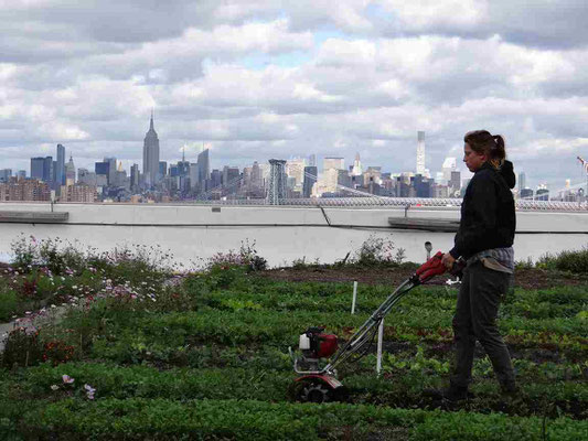 Brooklyn Grange - New-York (USA) 2016