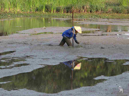 Reflets dans les rizières - Tam Coc (Vietnam) 2025