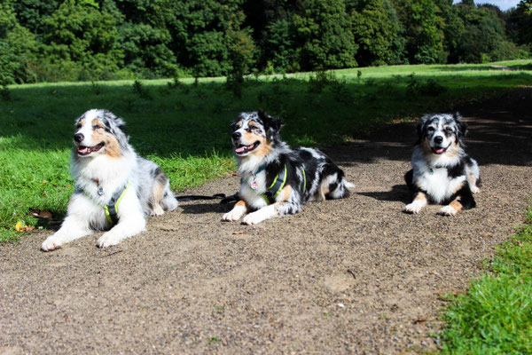 Tinka, Pepper und Ivy