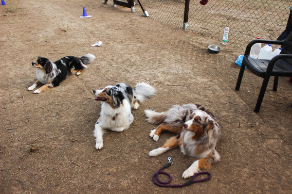 (Halb-)Schwester unter sich: Triss, Tinka und Pixie