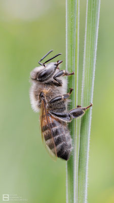 Westliche Honigbiene (Apis mellifera) Bild 010