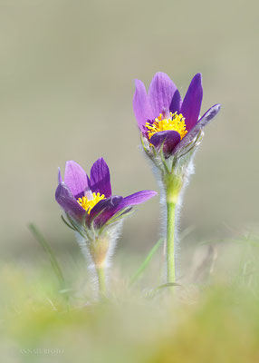  Gewöhnliche Kuhschelle (Pulsatilla vulgaris) Bild 035 - Foto: Regine Schadach - Olympus OM-D E-M1 Mark I I - M.ZUIKO DIGITAL ED 60mm 1:2.8 Macro 