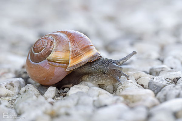 Hain-Schnirkelschnecke (Cepaea nemoralis)