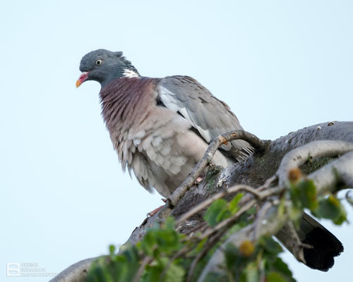 Ringeltaube (Columba palumbus) Bild 008 - Foto: Regine Schadach - Olympus EM1 X - M.ZUIKO DIGITAL ED 150-400 mm F4.5 TC1.25x IS PRO