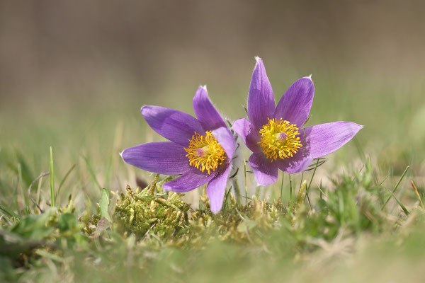 Gewöhnliche Kuhschelle (Pulsatilla vulgaris) Bild 001 Foto: Regine Schadach