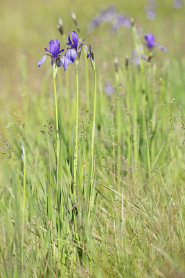 Sibirische Schwertlilie (Iris sibirica) Bild 006 Foto: Regine Schadach