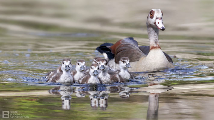 Nilgans-Küken (Alopochen aegyptiaca) - Bild 011