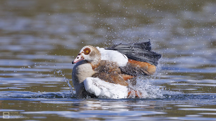 Nilgans (Alopochen aegyptiaca)