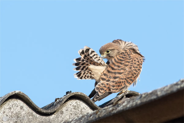 Turmfalke (Falco tinnunculus) - Jungvogel Bild 008 Foto: Regine Schadach - Canon EOS 7D Mark II Canon EF 400mm f/5.6 L USM