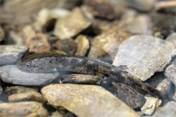 Junger Feuersalamander (Salamandra salamandra) Bild 005 - Foto: Regine Schadach