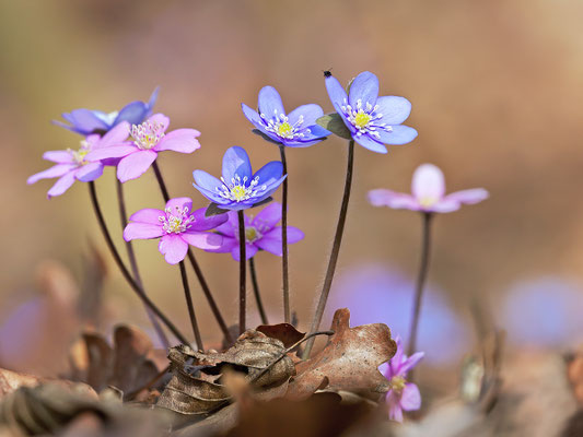 Leberblümchen (Hepatica nobilis) Bild 002 Foto: Regine Schadach