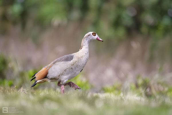 Nilgans (Alopochen aegyptiaca) 