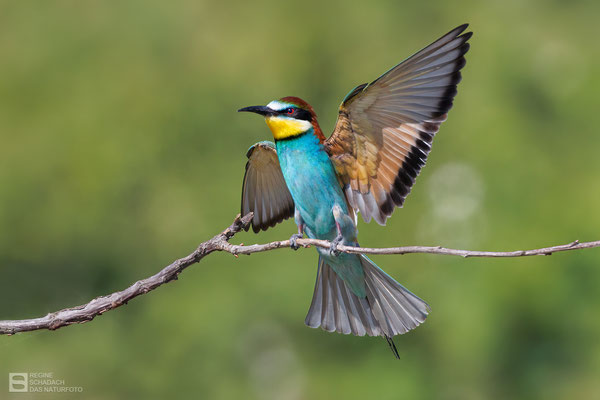 Bienenfresser (Merops apiaster) Bild 002 - Foto: Regine Schadach -  Canon EOS R5 - Canon RF 100-500mm F4.5-7.1 L IS 