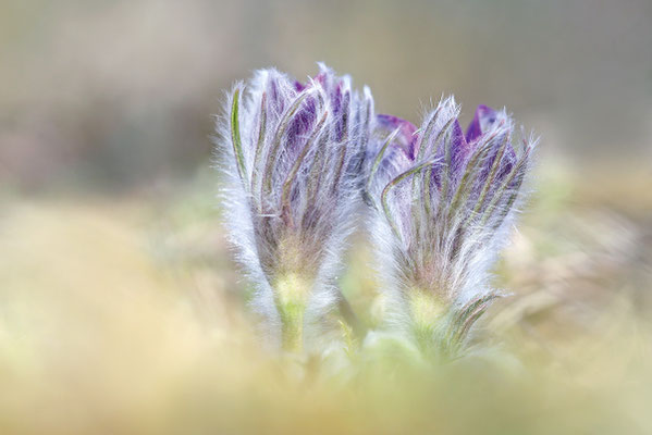 Gewöhnliche Kuhschelle (Pulsatilla vulgaris) Bild 003 Foto: Regine Schadach - Canon EOS 5D Mark III Sigma 150mm f/2.8 Macro