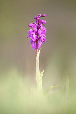 Stattliches Knabenkraut (Orchis mascula) - Bild 004 - Foto: Regine Schadach