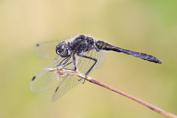 Schwarze Heidelibelle (Sympetrum danae) - Bild 003 - Foto: Regine Schadach