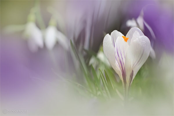 Krokus (unbestimmt) (Crocus indet.) Bild 010 Foto: Regine Schadach - Olympus OM-D E-M1 Mark II - M.ZUIKO DIGITAL ED 40‑150mm 1:2.8 PRO 